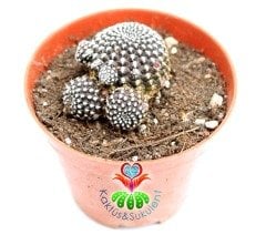 Rebutia Krainziana- Kahverenk Dokulu 8,5 cm Saksıda-Kaktüs
