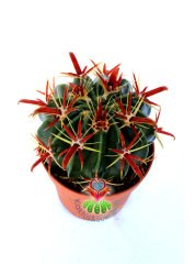 Ferocactus Latispinus v. Flavispinus-Mükemmel Formlu Fuşya Renk Dikenli DEV BOY Mor Renk Çiçek Açan 12 cm Saksıda Kaktüs
