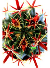 Ferocactus Latispinus v. Flavispinus-Mükemmel Formlu Fuşya Renk Dikenli DEV BOY Mor Renk Çiçek Açan 12 cm Saksıda Kaktüs