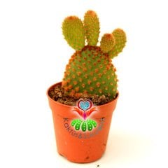 Tavşan Kaktüs, Opuntia Microdasys Rufida-Bronz Kahverengi Nokta Dikenli 5,5 cm Saksıda 1. Sınıf İthal Kaktüs