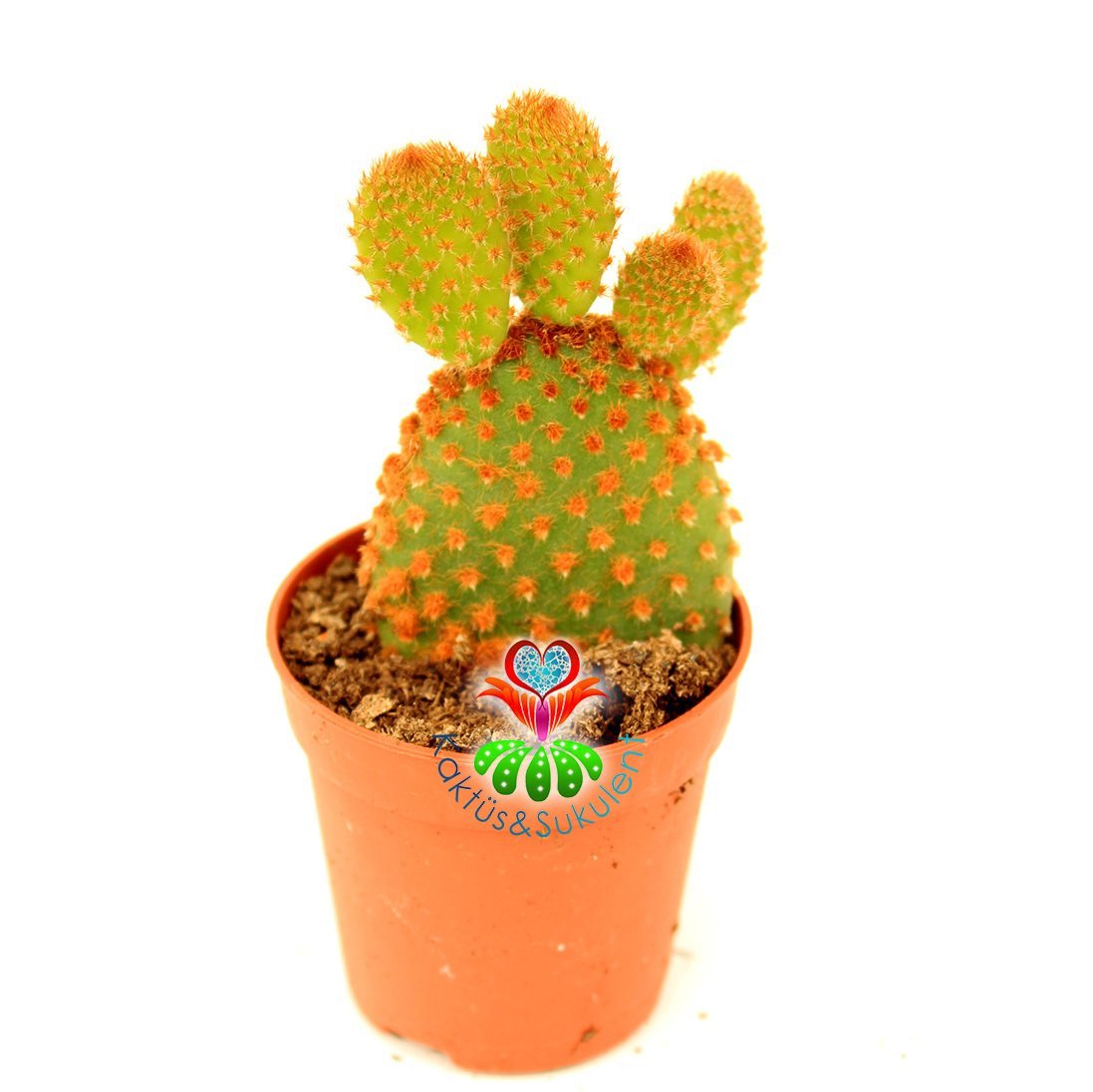 Tavşan Kaktüs, Opuntia Microdasys Rufida-Bronz Kahverengi Nokta Dikenli 5,5 cm Saksıda 1. Sınıf İthal Kaktüs