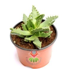Faucaria Tuberculosa - Mesemb -Sarı Renk Çiçek Açar-10,5 cm saksıda-Sukulent,Kaktüs