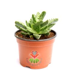 Faucaria Tuberculosa - Mesemb -Sarı Renk Çiçek Açar-10,5 cm saksıda-Sukulent,Kaktüs