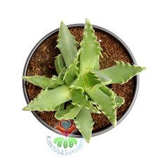 Faucaria Tuberculosa - Mesemb -Sarı Renk Çiçek Açar-10,5 cm saksıda-Sukulent,Kaktüs