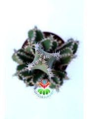 Euphorbia Cooperi 8 cm Saksılı Nadir Tür Kaktüs Çok Dallı Formda