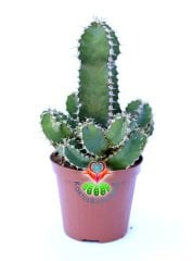 Euphorbia Cooperi 8 cm Saksılı Nadir Tür Kaktüs Çok Dallı Formda
