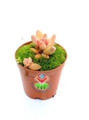 Pachyphytum Compactum Red Tips Pembe Renk Tonlarında 5,5 cm Saksıda