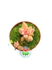 Pachyphytum Compactum Red Tips Pembe Renk Tonlarında 5,5 cm Saksıda