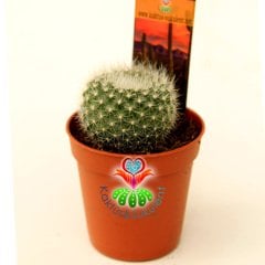 Kaktüs, Rebutia Muscula Turuncu Renk Çiçek Açar 8 cm Saksıda Minik Beyaz Dikenli