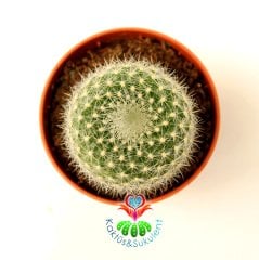 Kaktüs, Rebutia Muscula Turuncu Renk Çiçek Açar 8 cm Saksıda Minik Beyaz Dikenli