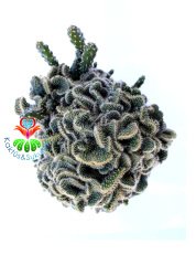 Beyin Kaktüs, Opuntia Lanceolata Cristata-Brain Cactus- Koyu Yeşil Renk Çiçek Açar-10,5 cm Saksıda