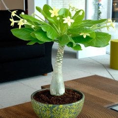 Brighamia İnsignis Hawai Palmiyesi Sarı Mükemmel Ççek açar 10,5 cm Saksı 20 cm Boy