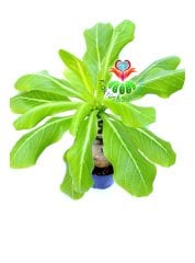 Brighamia İnsignis Hawai Palmiyesi Sarı Mükemmel Ççek açar 10,5 cm Saksı 20 cm Boy