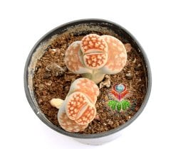 Lithops Karasmontana -Turuncu Renk -5,5 cm Saksıda -Yaşayan Taş Kaktüs-Altıntaş-Sarı Renk Çiçek Açar