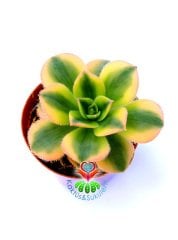 Aeonium 'Sunburst' -5,5 cm Saksıda Doğal Çift Renkli Nadir Sukulent