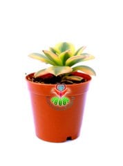 Aeonium 'Sunburst' -5,5 cm Saksıda Doğal Çift Renkli Nadir Sukulent