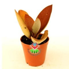 Sukulent, Kalanchoe Orgyalis Bakır Kaşık-Bronz-Kahverengi Renkli Yapraklı- 5,5 cm saksıda-Teraryum,Kaktus