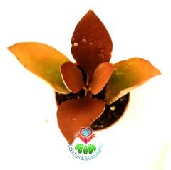 Sukulent, Kalanchoe Orgyalis Bakır Kaşık-Bronz-Kahverengi Renkli Yapraklı- 5,5 cm saksıda-Teraryum,Kaktus