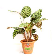 Calathea Makoyana-Tavuskuşu Çiçeği-Galetya-Mükemmel Salon, Dua Çiçeği-40 cm Boy