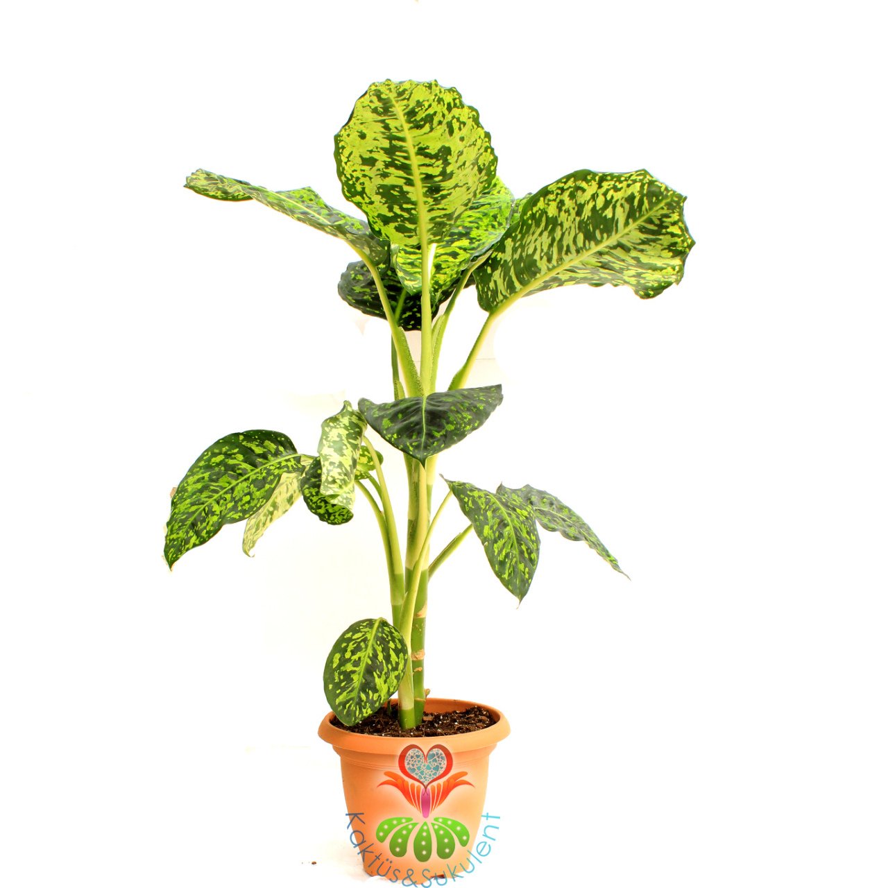 Dieffenbachia Reflector-Yeşilin Her Tonu Yapraklarında-Sıradışı Difenbahya-60 cm Boy
