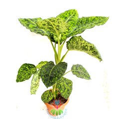 Dieffenbachia Reflector-Yeşilin Her Tonu Yapraklarında-Sıradışı Difenbahya-60 cm Boy