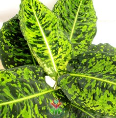 Dieffenbachia Reflector-Yeşilin Her Tonu Yapraklarında-Sıradışı Difenbahya-60 cm Boy