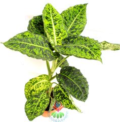Dieffenbachia Reflector-Yeşilin Her Tonu Yapraklarında-Sıradışı Difenbahya-60 cm Boy