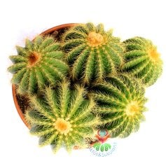 Notocactus (Eriocactus) Magnificus -Yavrulu-17 cm Seramik Saksıda -Cactus,Sukulent