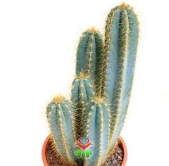 Mavi Canlı Dev Sakal Kaktüs, Pilosocereus Glaucescens 40+cm Uzunluk -17 cm Saksıda, Ofis, Ev, Cactus