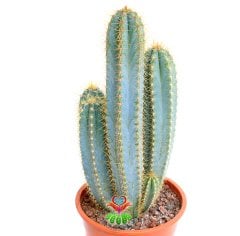Mavi Canlı Dev Sakal Kaktüs, Pilosocereus Glaucescens 40+cm Uzunluk -17 cm Saksıda, Ofis, Ev, Cactus