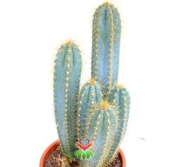 Mavi Canlı Dev Sakal Kaktüs, Pilosocereus Glaucescens 40+cm Uzunluk -17 cm Saksıda, Ofis, Ev, Cactus
