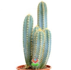 Mavi Canlı Dev Sakal Kaktüs, Pilosocereus Glaucescens 40+cm Uzunluk -17 cm Saksıda, Ofis, Ev, Cactus