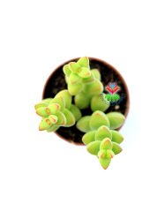 Crassula Rupestris Crystal -Yaprak Uçları Kırmızı 5,5 cm saksıda Şık Nadir Tür Sukulent
