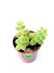 Crassula Rupestris Crystal -Yaprak Uçları Kırmızı 5,5 cm saksıda Şık Nadir Tür Sukulent