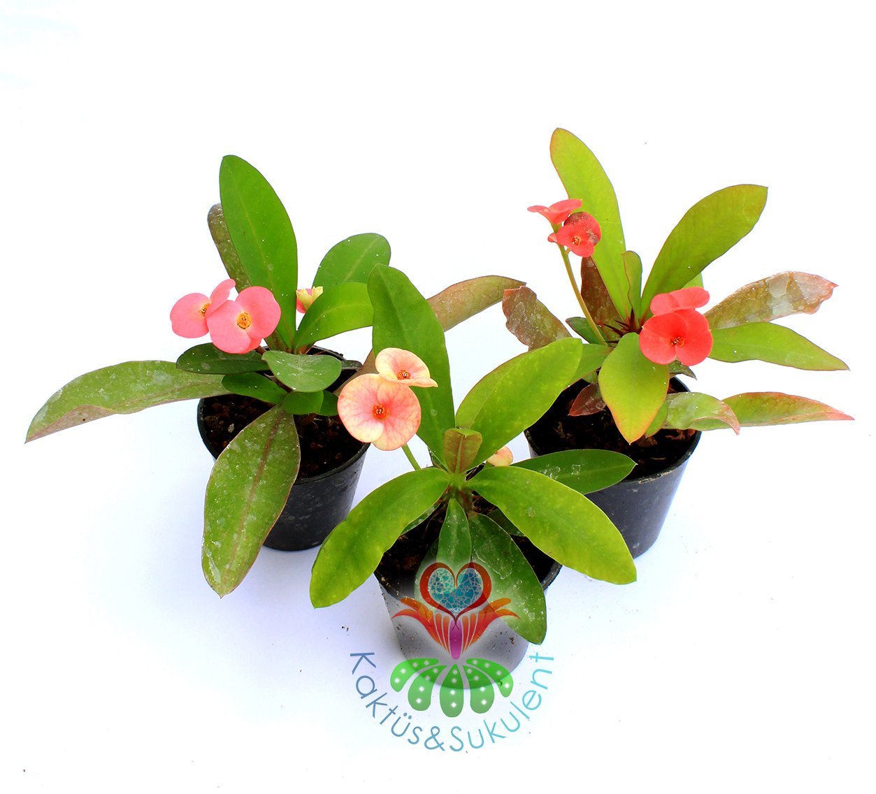 Euphorbia Milii (Dikenler Tacı)-5 Farklı Renk Seçeneği-5,5 cm Saksıda- Çiçeği Üzerinde Pembe