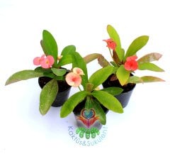 Euphorbia Milii (Dikenler Tacı)-5 Farklı Renk Seçeneği-5,5 cm Saksıda- Çiçeği Üzerinde Pembe