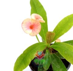 Euphorbia Milii (Dikenler Tacı)-5 Farklı Renk Seçeneği-5,5 cm Saksıda- Çiçeği Üzerinde Pembe