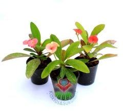 Euphorbia Milii (Dikenler Tacı)-5 Farklı Renk Seçeneği-5,5 cm Saksıda- Çiçeği Üzerinde Pembe