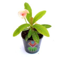 Euphorbia Milii (Dikenler Tacı)-5 Farklı Renk Seçeneği-5,5 cm Saksıda- Çiçeği Üzerinde Pembe