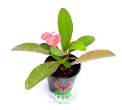 Euphorbia Milii (Dikenler Tacı)-5 Farklı Renk Seçeneği-5,5 cm Saksıda- Çiçeği Üzerinde Pembe