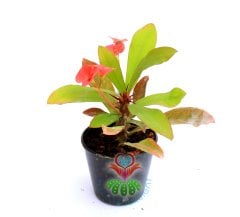 Euphorbia Milii (Dikenler Tacı)-5 Farklı Renk Seçeneği-5,5 cm Saksıda- Çiçeği Üzerinde Pembe
