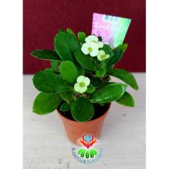 Euphorbia Milii (Dikenler Tacı)-5 Farklı Renk Seçeneği-5,5 cm Saksıda- Çiçeği Üzerinde Pembe