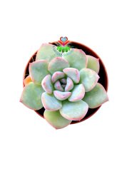 Echeveria Blue Bird-Mavi Renk Sukulent-5,5 cm Saksıda