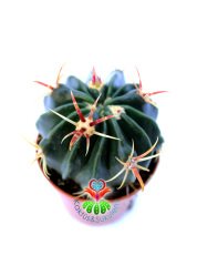 Ferocactus Latispinus-Mükemmel Formlu Fuşya Renk Dikenli Mor Çiçek Açar 8,5 cm Saksıda Kaktüs