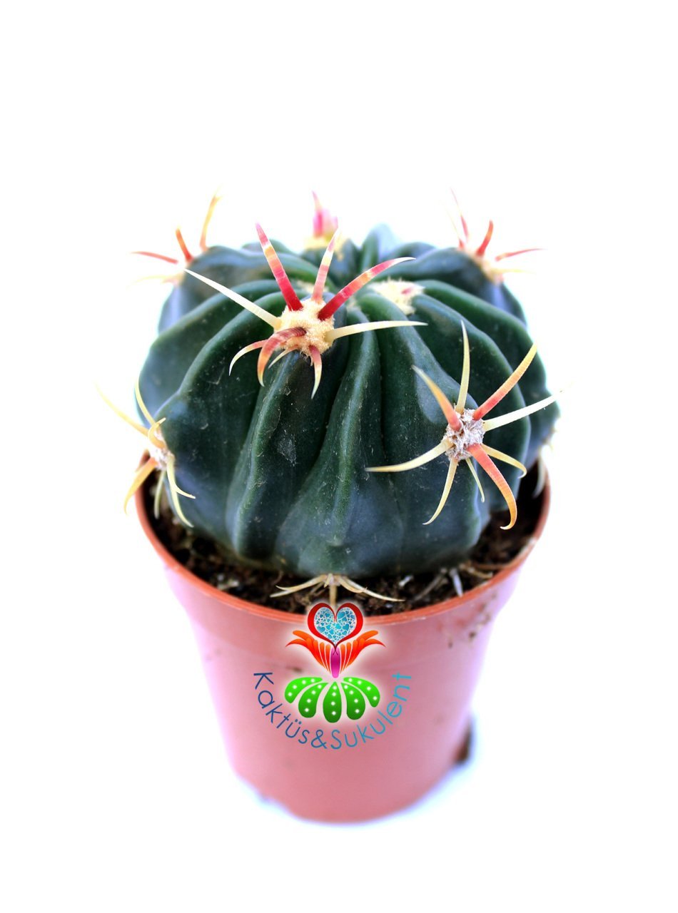 Ferocactus Latispinus-Mükemmel Formlu Fuşya Renk Dikenli Mor Çiçek Açar 8,5 cm Saksıda Kaktüs