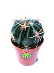 Ferocactus Latispinus-Mükemmel Formlu Fuşya Renk Dikenli Mor Çiçek Açar 8,5 cm Saksıda Kaktüs