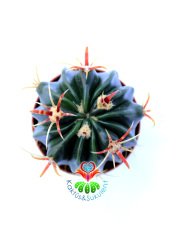 Ferocactus Latispinus-Mükemmel Formlu Fuşya Renk Dikenli Mor Çiçek Açar 8,5 cm Saksıda Kaktüs