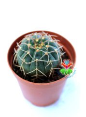 Gymnocalycium Ochoterenae-Beyaz Renk Çiçek açan Kaktüs- -5,5 cm saksıda-Koleksiyon Ürünü Kaktüs