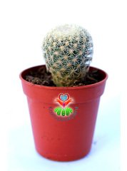 Epithelantha micromeris var. rufispina Nadir Tür Kaktüs-5,5 cm saksıda-Koleksiyon Ürünü Kaktüs