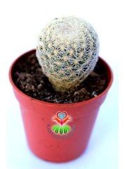 Epithelantha micromeris var. rufispina Nadir Tür Kaktüs-5,5 cm saksıda-Koleksiyon Ürünü Kaktüs